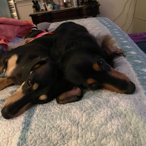 dogsgoingwild